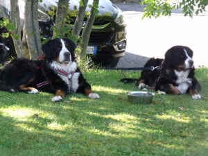 bovaro del bernese raduno grabber folgaria 2016 8